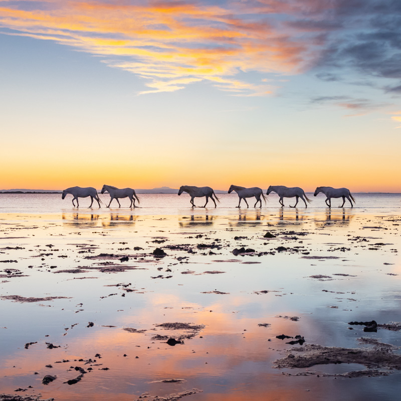 Camargue