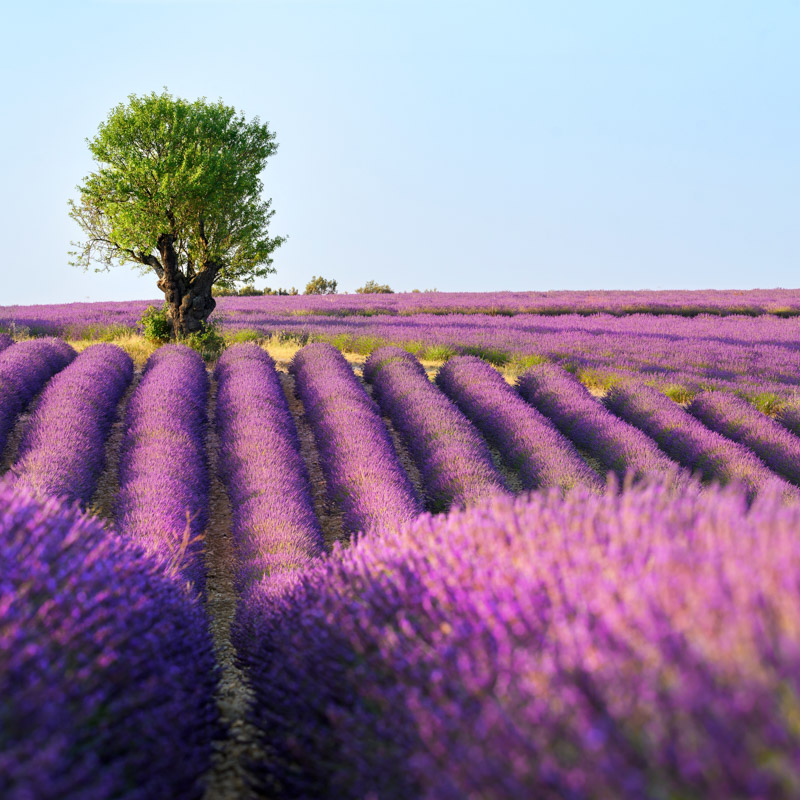 Champs de lavande de Provence