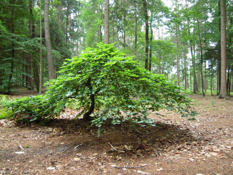 Découvrir les faux de Verzy