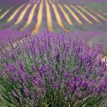 Où voir les champs de lavande en fleurs en Provence ?