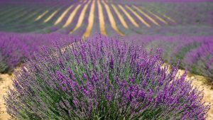 lavande-provence